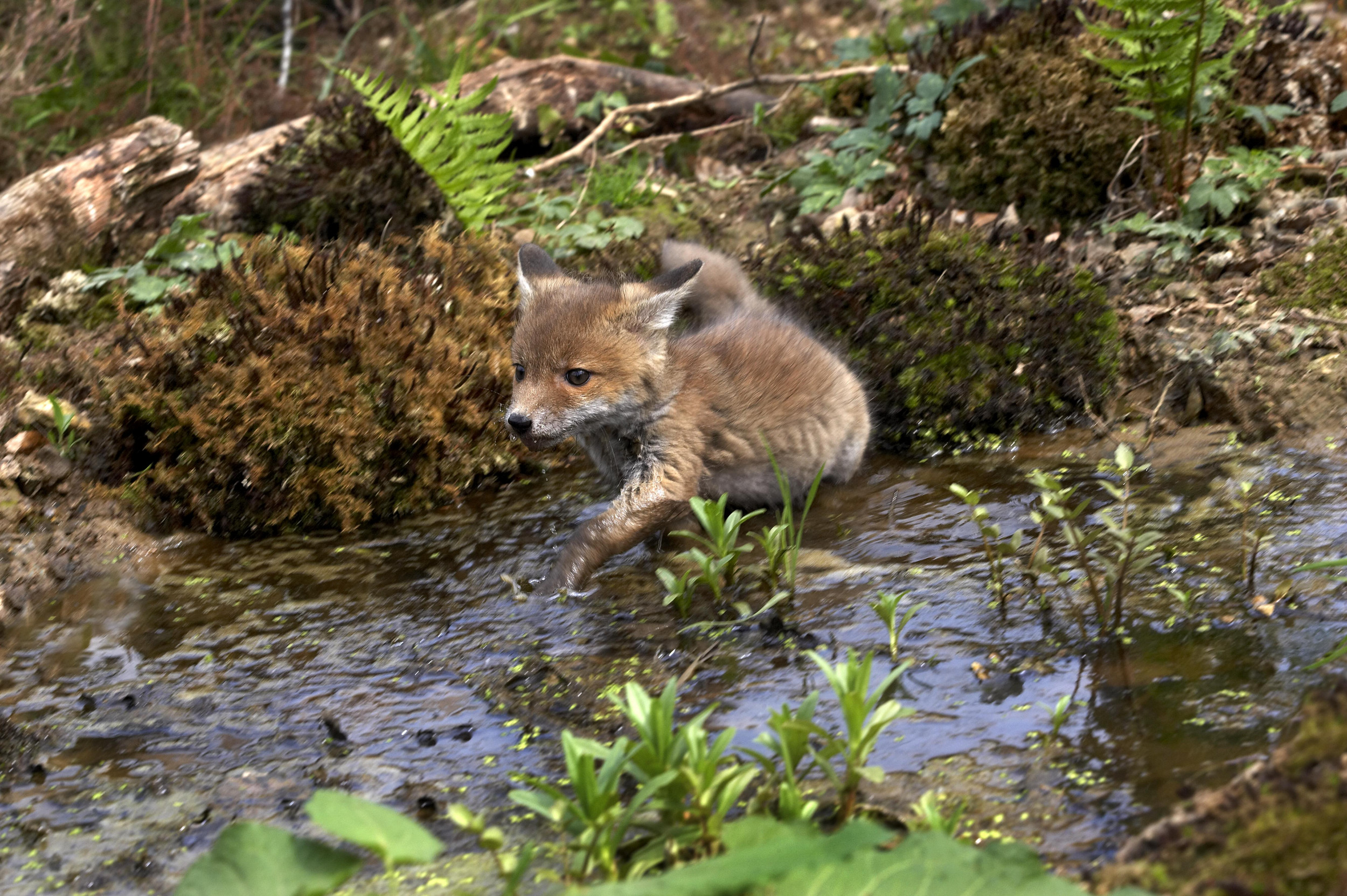 Fox-cub-in-water